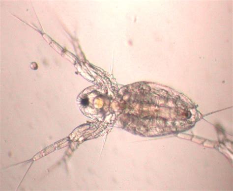dapya fish|6.1. Daphnia and Moina .